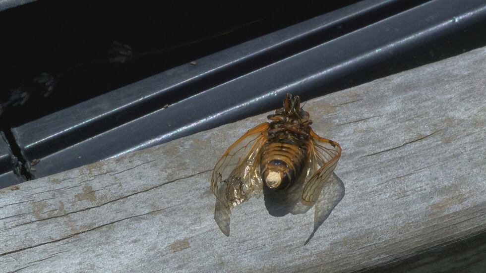 The rear-end of the infected insect will fall off.
