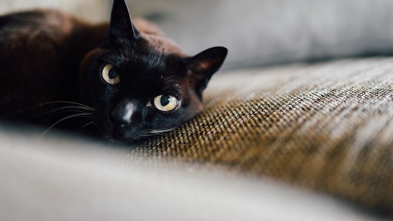 Kentucky Humane Society is reporting record-setting adoption numbers for 2019.