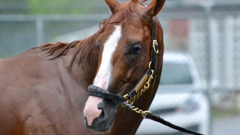 Good Magic could become just the third Breeders' Cup Juvenile winner to later claim the...