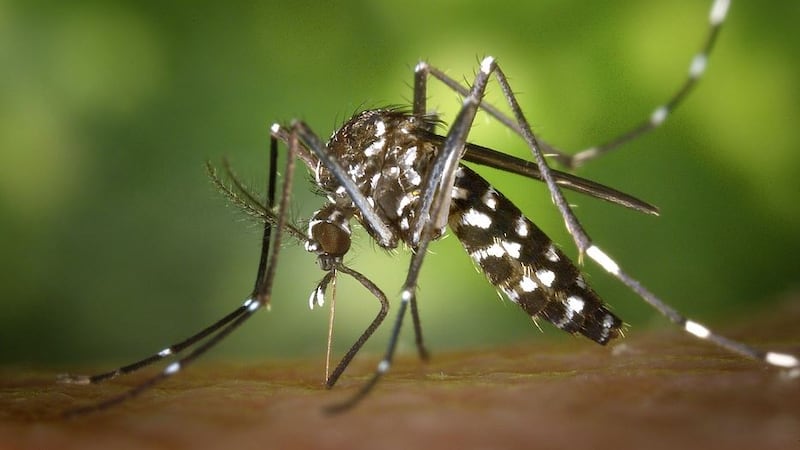 The West Nile virus has been confirmed in five Louisville residents, according to the Kentucky...