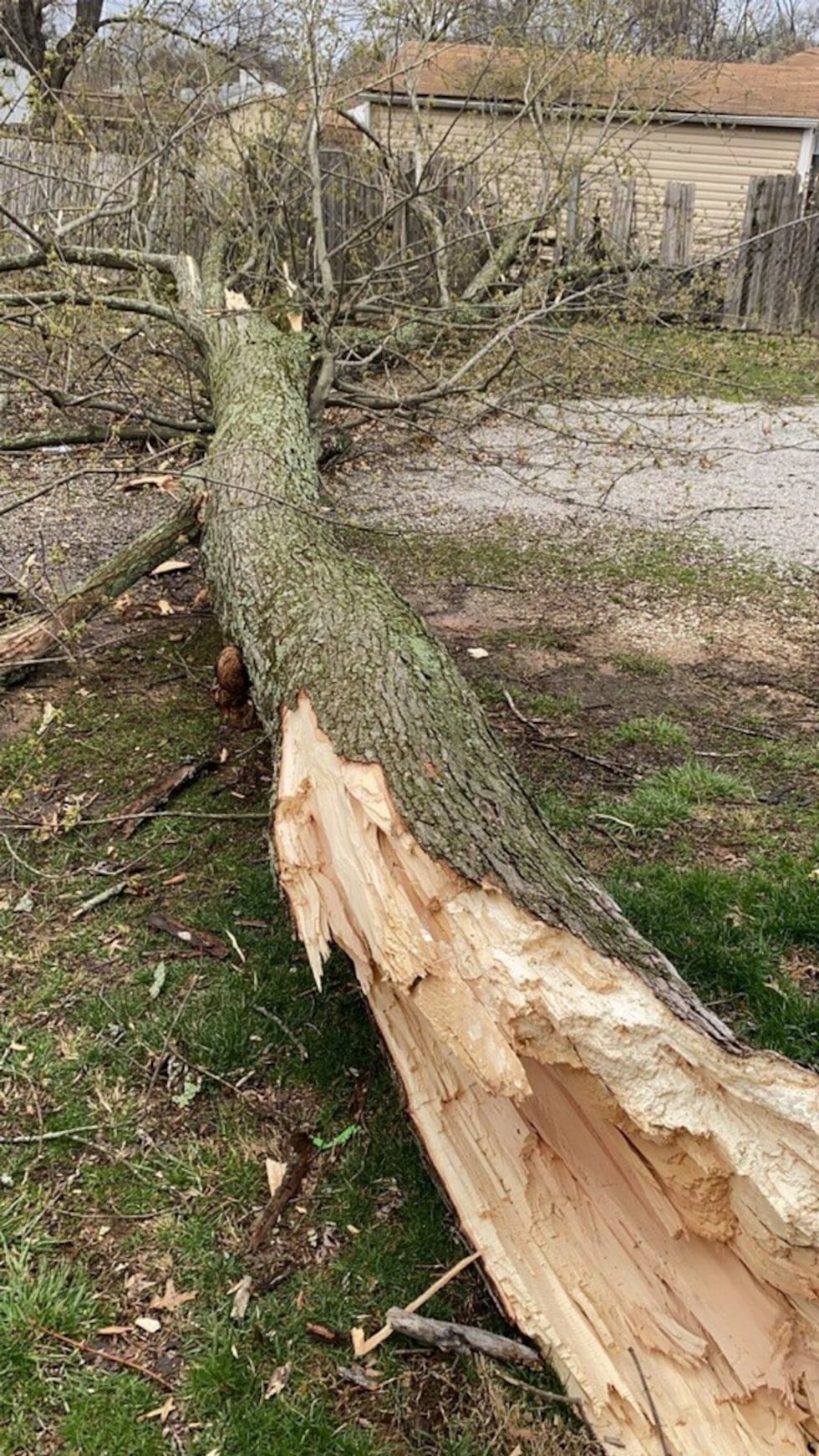 The tree branch before it was cut.