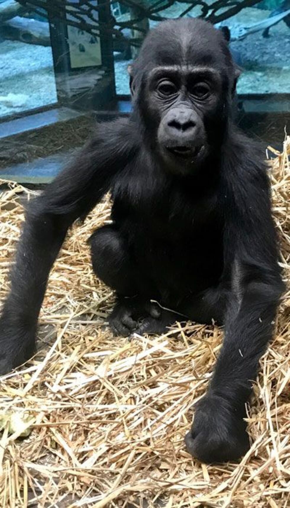 (Source: Louisville Zoo)