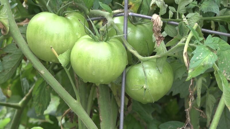 Tomatoes
