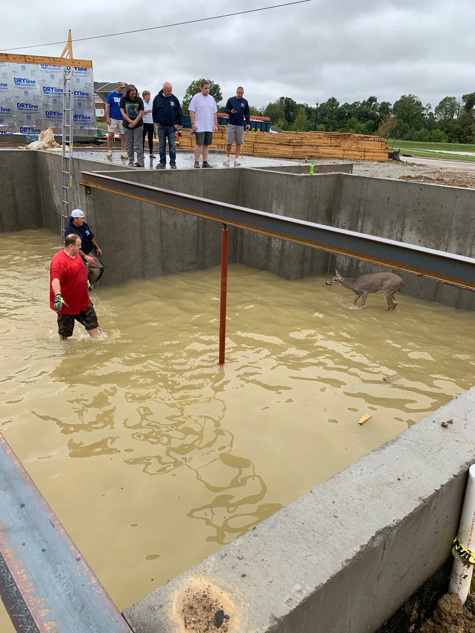 People watch as rescue workers approach the two deer.