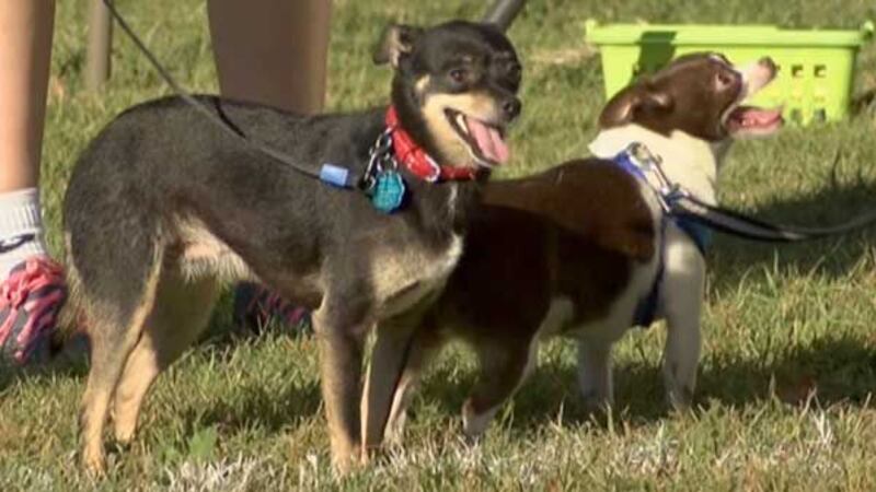 Keep your furry friends safe while playing outside this summer. (Source: WAVE 3 News)