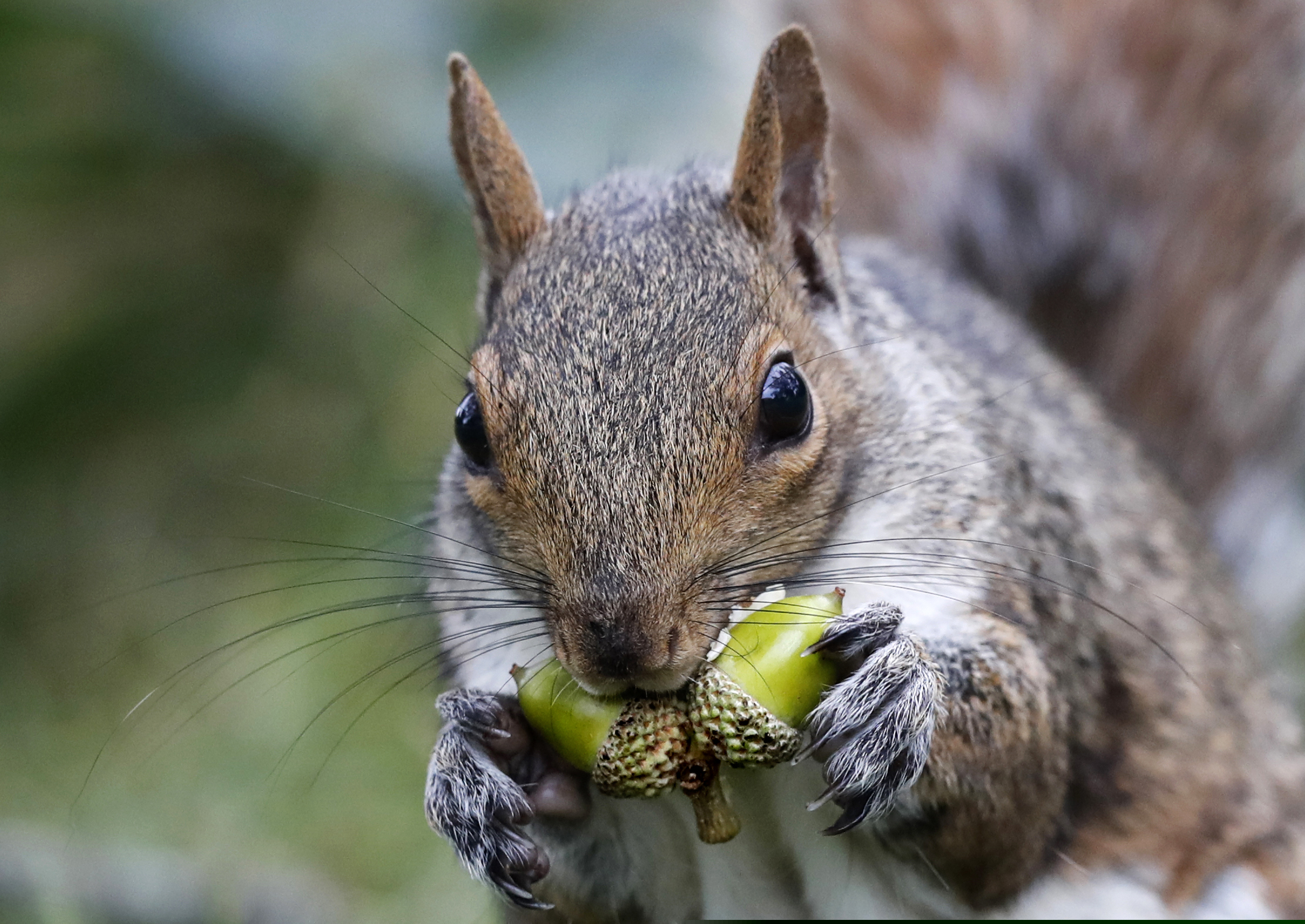 In this Tuesday, Sept. 11, 2018 photo a squirrel chews acorns in Portland, Maine. There's a...