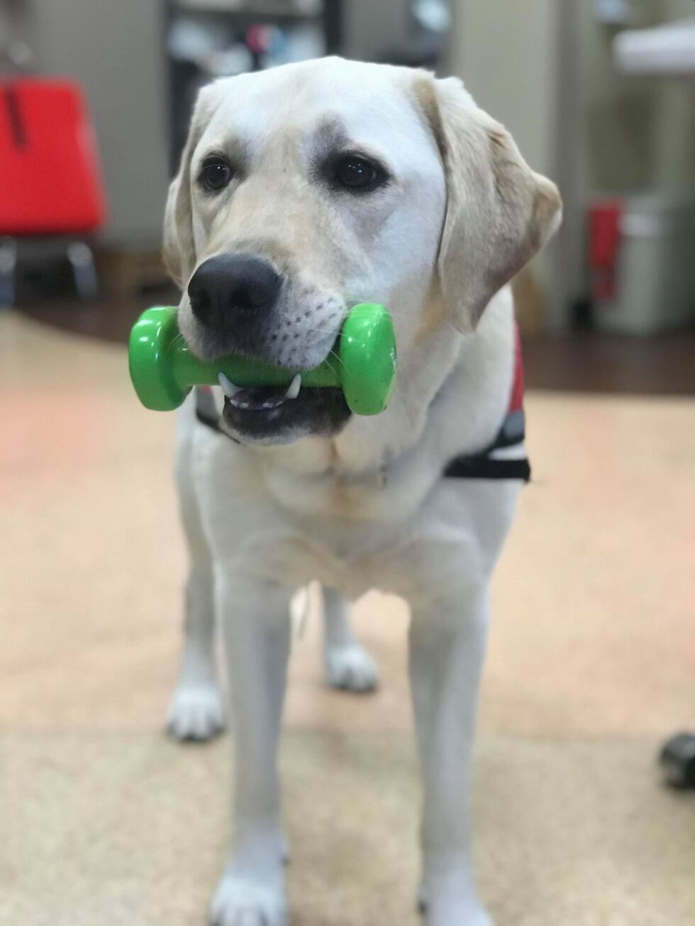 National Dog Day is Wednesday, and University of Louisville Health is celebrating a good boy...