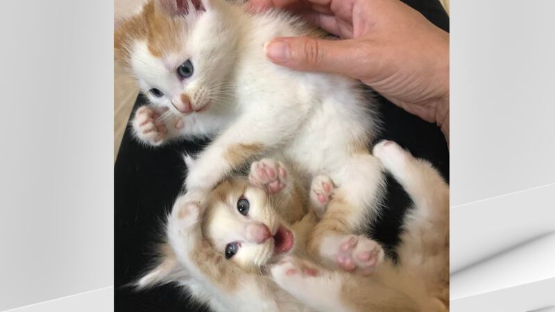 Kentucky Humane Society is asking for donations as more animals from Eastern Kentucky come in.