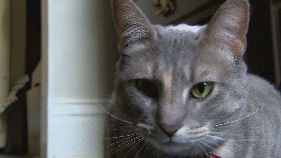 The proposal would expand animal welfare rules in Louisville.