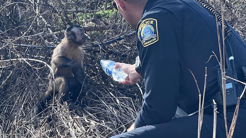 LPD said they received a call about a missing monkey on Tuesday.