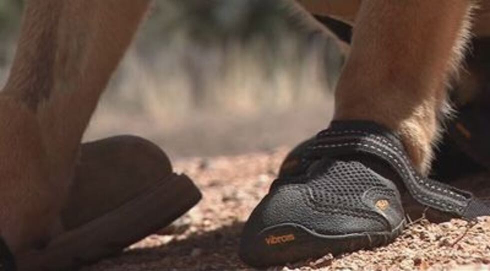 Military dogs serving in Afghanistan wear protective booties on their paws.