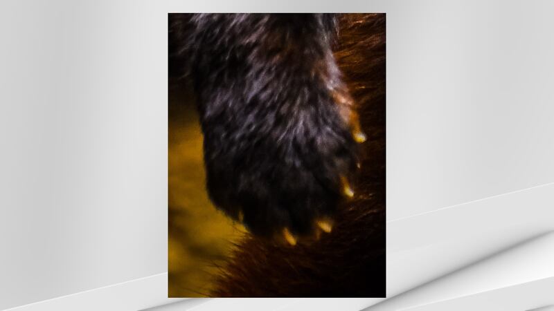 The Louisville Zoo is set to reveal a new animal on Tuesday that will make its return to the...