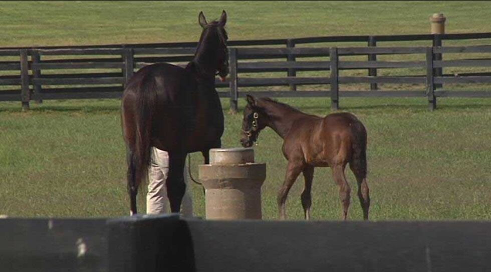 Zenyatta and her foal