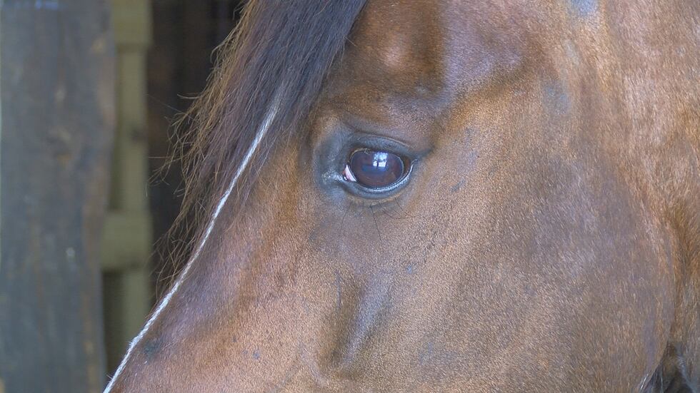 The horse has an adoption lined up.