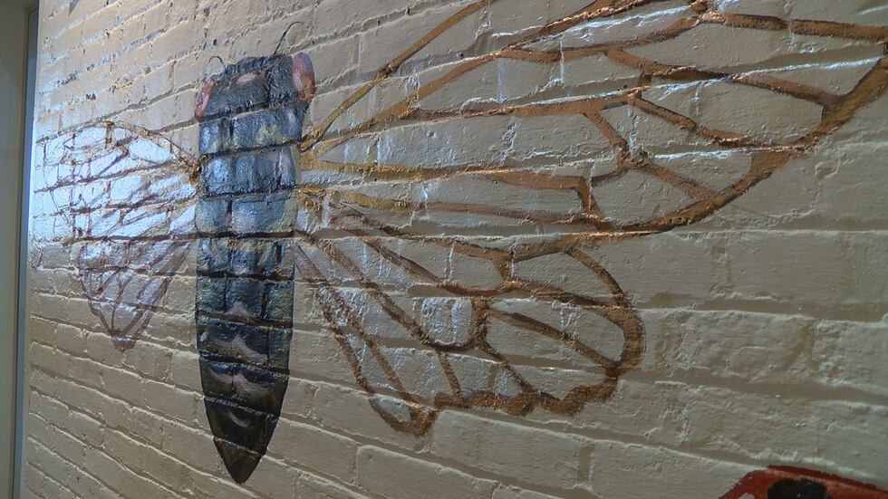 Those at Idlewild found the 'Zombie Cicada' in a Louisville cemetery.