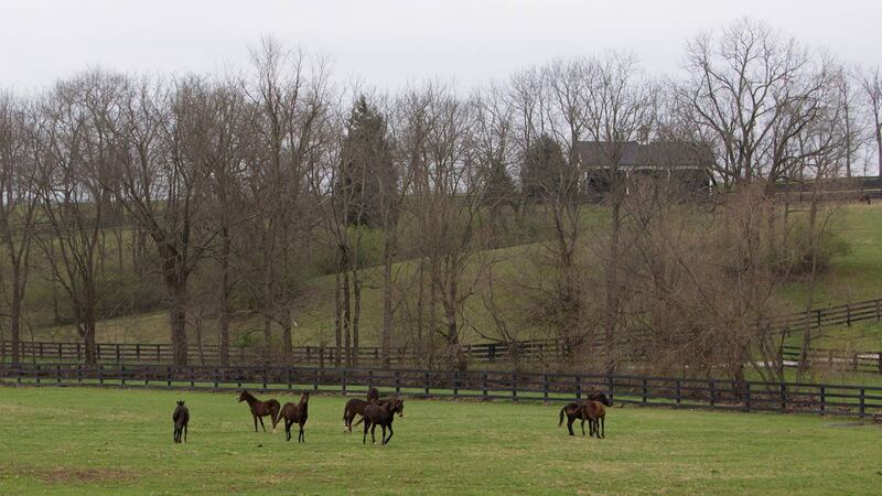 Fall horses in Kentucky