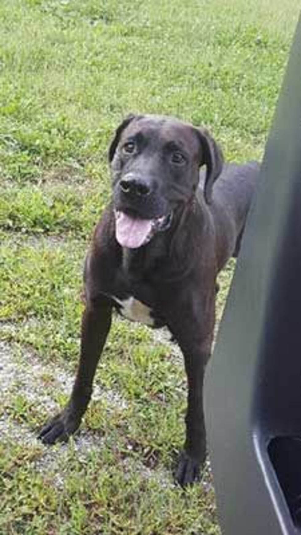 Buddy was an 8-year-old Labrador mix. (Source: Family photo)