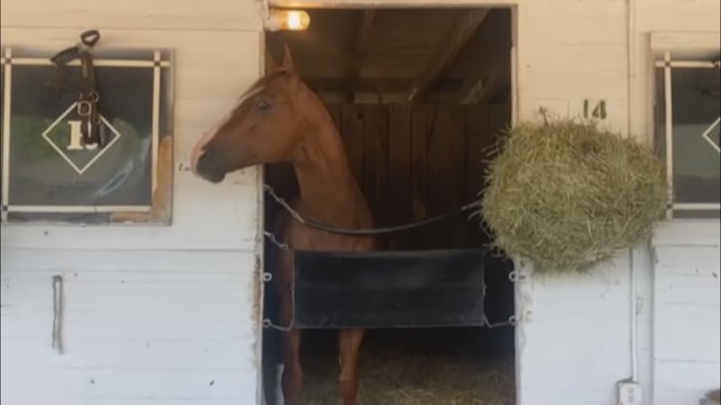 WAVE paid a visit to the newest kid on the Derby block, Cyclone Mischief, a visit not long...