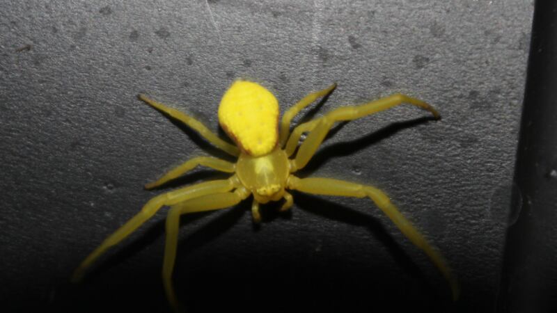 A middle school has closed after officials say dozens of yellow sac spiders were found on campus.