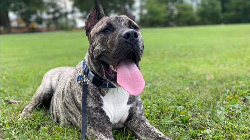 Ethan the dog will be heading to Florida to receive an award for top shelter dog in the 2022...