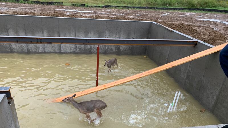 The two deer were trapped in the foundation of a basement under construction.
