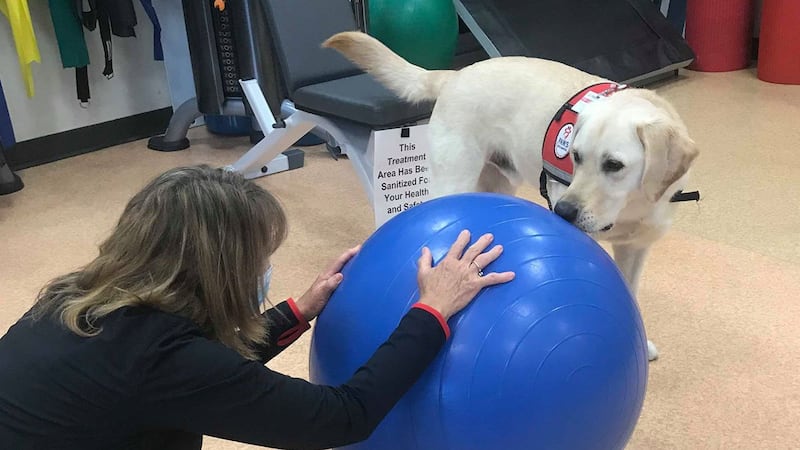 Travis, a blond labrador, also helps assist therapists performing exercises to increase their...