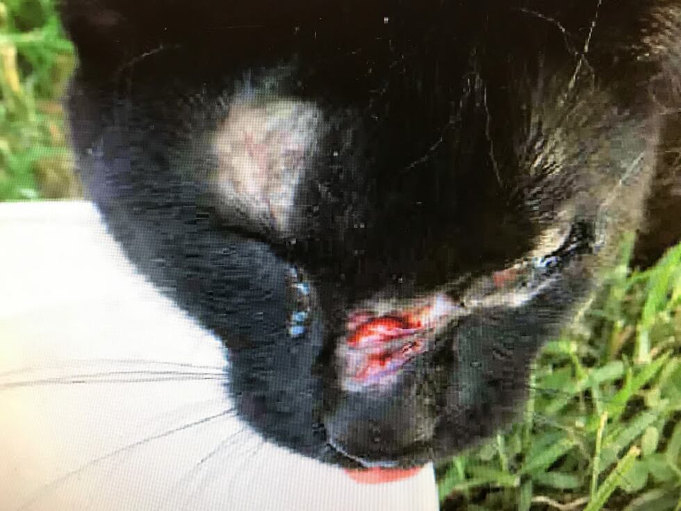 Irene suffered a cut on her nose and eventually lost one of her eyes, as well.