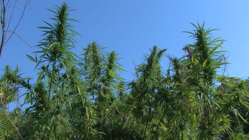 Hemp can be grown in Kentucky, but only as part of a research pilot program with the state's...