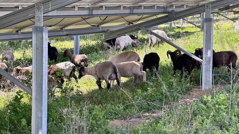The sheep are being brought in to help manage the grass around LG&E's 50-acre solar facility...